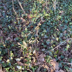 Elaeagnus pungens