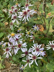 Symphyotrichum prenanthoides