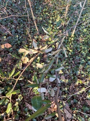 Elaeagnus pungens