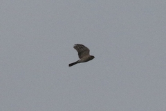Accipiter striatus