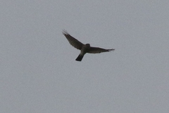 Accipiter striatus