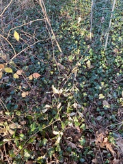 Elaeagnus pungens