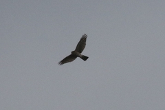 Accipiter striatus