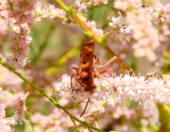 Tachypompilus mendozae