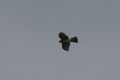 Accipiter striatus
