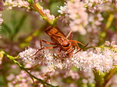 Tachypompilus mendozae