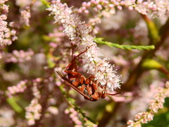 Tachypompilus mendozae