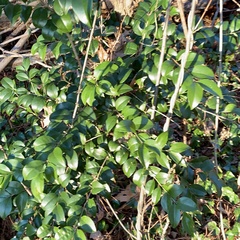 Ligustrum japonicum