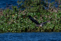 Rostrhamus sociabilis plumbeus