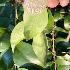 Ligustrum japonicum