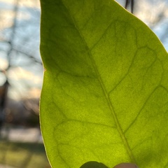Ligustrum japonicum