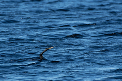 Anhinga anhinga leucogaster