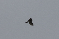 Accipiter striatus