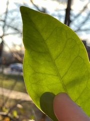 Ligustrum japonicum