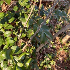 Ligustrum japonicum