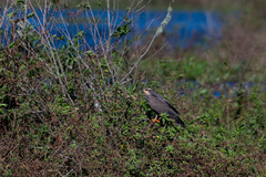 Rostrhamus sociabilis plumbeus