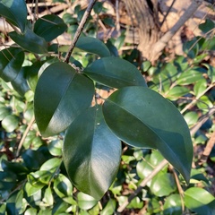 Ligustrum japonicum