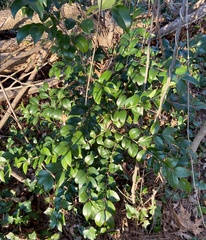 Ligustrum japonicum