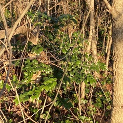 Ligustrum japonicum