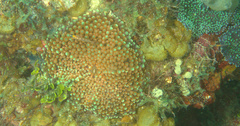 Ricordea florida