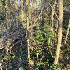 Ligustrum japonicum