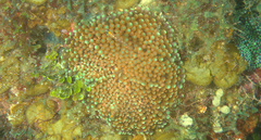 Ricordea florida