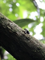 Eucharitidae