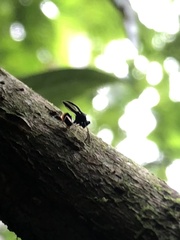 Eucharitidae