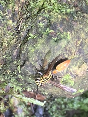 Asteloeca