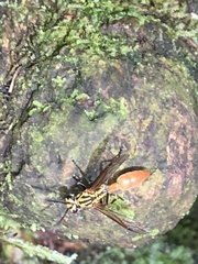 Asteloeca