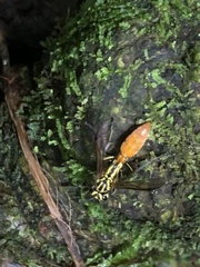 Asteloeca