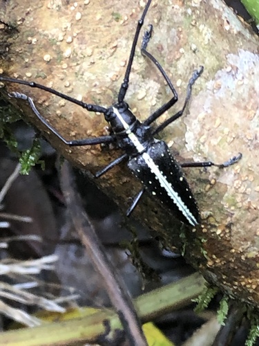 Taeniotes relucens
