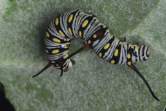 Danaus chrysippus