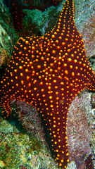 Pentaceraster cumingi