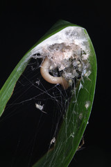 Araneae