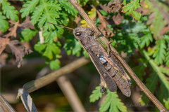 Megaulacobothrus aethalinus