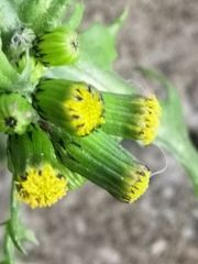 Senecio vulgaris