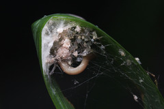 Araneae