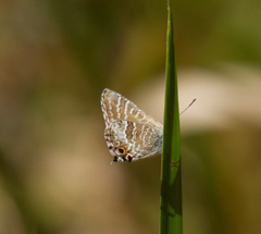 Theclinesthes onycha