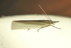 Crambus perlella