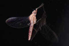 Ephemeroptera