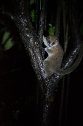 Groves' Dwarf Lemur