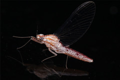 Ephemeroptera