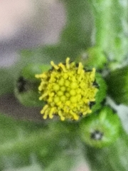 Senecio vulgaris