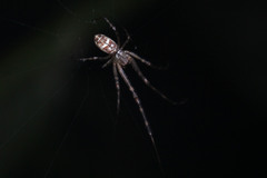 Tylorida