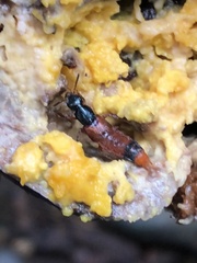 Xenopygus bicolor
