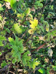 Girardinia diversifolia