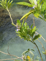 Acanthus ilicifolius