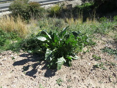 Beta vulgaris