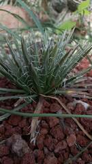 Agave polianthiflora